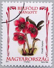 Protected Hungarian flowers - lenten rose
