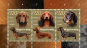 Dachshund 